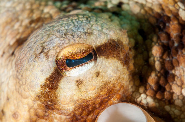 istock Common octopus in Costa Brava, Mediterranean Sea 802947308