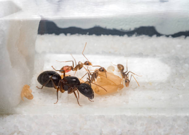 istock Workers ants are taking care of queen 802953202