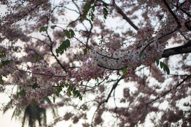 istock Cassia bakeriana ,Pink flower in Thailand 802960488