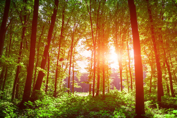istock forest trees nature green wood sunlight backgrounds 802960916