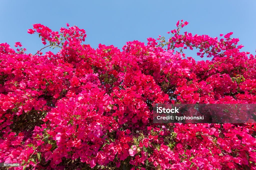 Pink bougainvillea flowers Beautiful pink bougainvillea flowers in southern Spain Bougainvillea Stock Photo