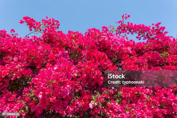 Pink Bougainvillea Flowers Stock Photo - Download Image Now - Bougainvillea, Pink Color, Flower