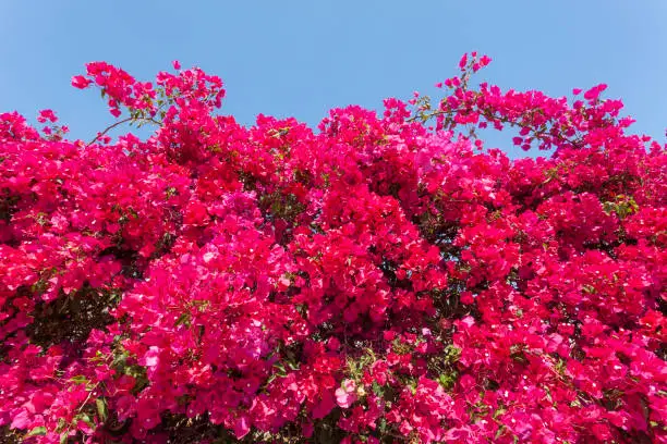 Photo of Pink bougainvillea flowers