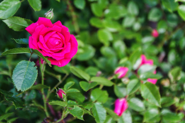 istock Pink rose on a background of a blurred green background, top view 802970200