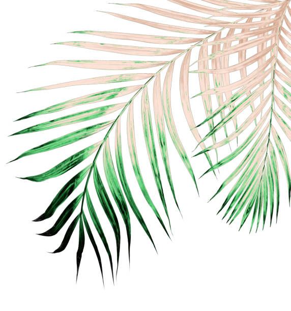 istock Green leaves of palm tree isolated on white background 802972636