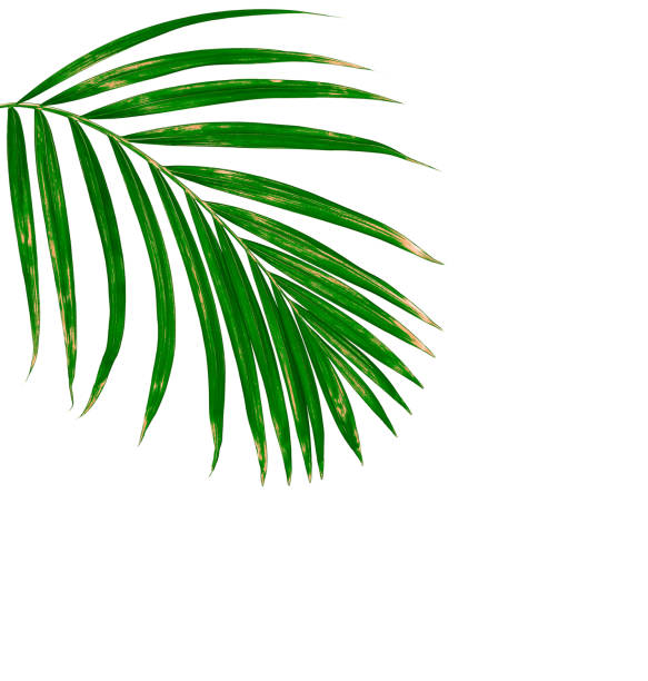 istock Green leaves of palm tree on white background 802972738