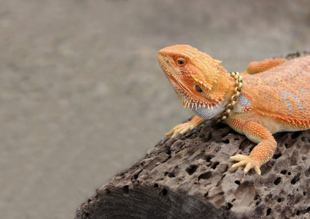 istock chameleon animal on the wood 802973548