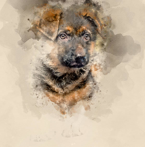 istock German shepherd puppy 802976634