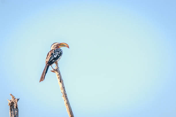 istock Southern yellow-billed hornbill on a branch. 802980326