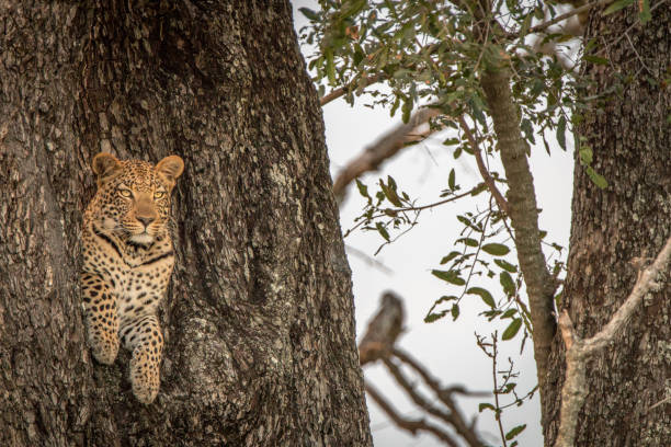 istock A female Leopard starring at the camera. 802980476