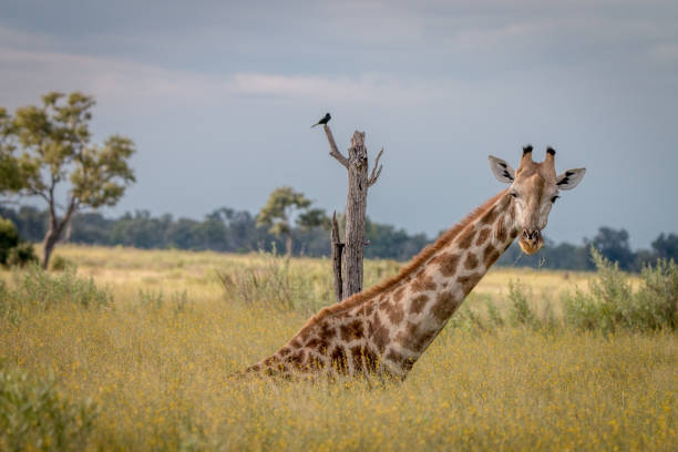 una giraffa seduta nell'erba. - giraffe south africa zoo animal foto e immagini stock