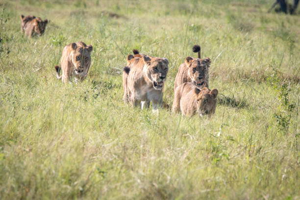 istock Pride of Lions walking in the grass. 802980646