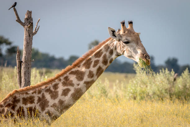 una giraffa seduta nell'erba. - giraffe south africa zoo animal foto e immagini stock
