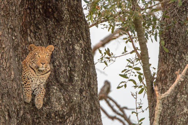 istock A female Leopard starring at the camera. 802980898