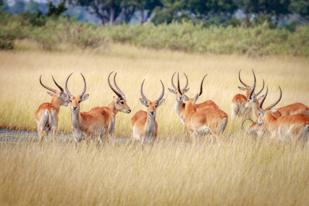 istock A herd of Lechwes looking around. 802981194