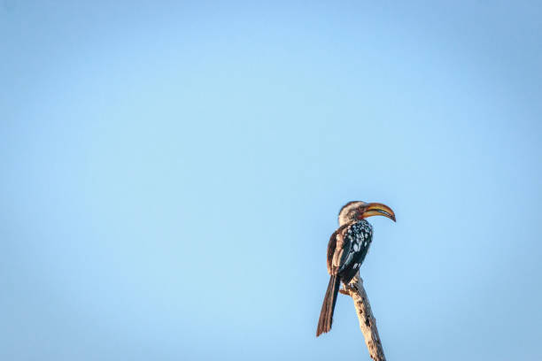 istock Southern yellow-billed hornbill on a branch. 802981206