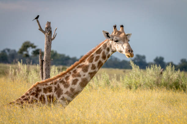 una giraffa seduta nell'erba. - giraffe south africa zoo animal foto e immagini stock