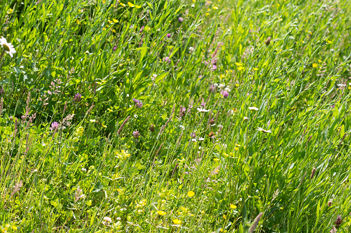 Tall green grass and wildflowers on a sunny day in summer