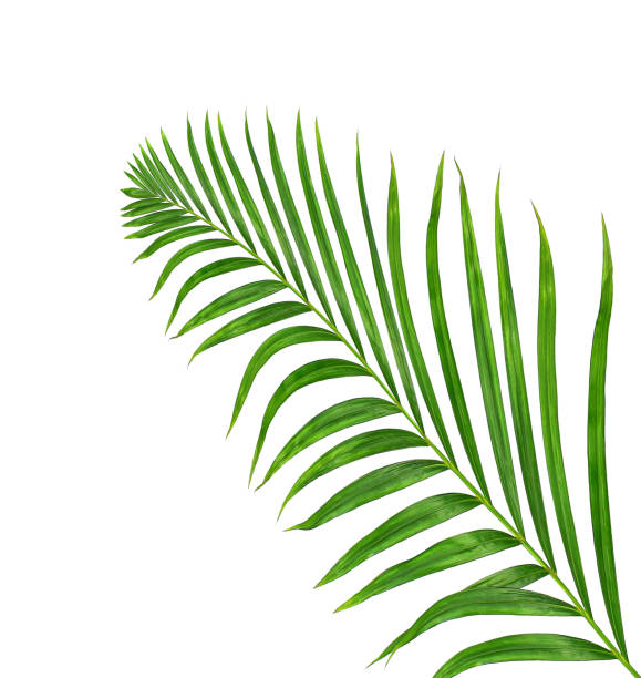 istock Green leaves of palm tree isolated on white background 802981560