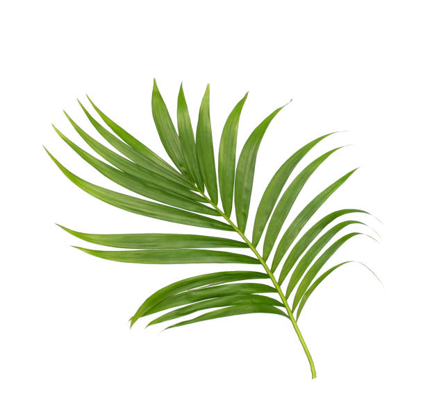 istock Green leaves of palm tree isolated on white background 802982002