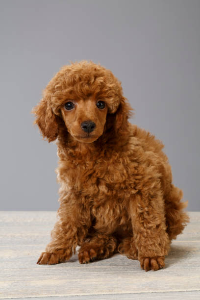 istock Dog Cute miniature poodle puppy 802984078