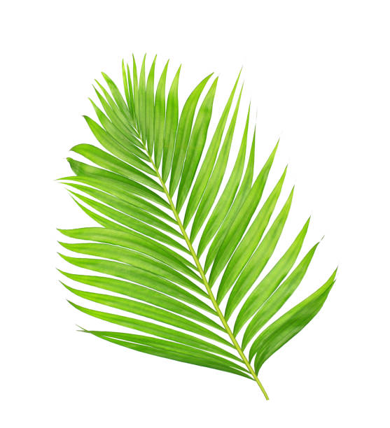 istock green leaves of palm tree isolated on white background 802987752