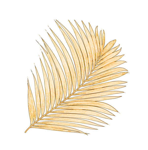 istock leaves of palm tree isolated on white background 802987758