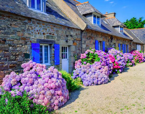 Colorful Hydrangeas flowers in a small village, Brittany, France Colorful Hydrangeas flowers decorating traditional stone houses in a small village, Brittany, France brittany france stock pictures, royalty-free photos & images