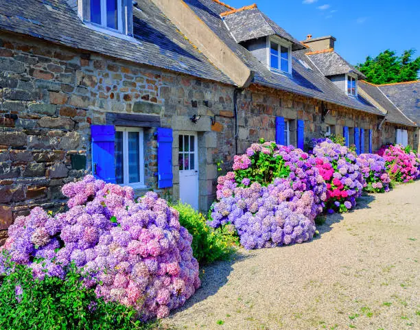 Colorful Hydrangeas flowers decorating traditional stone houses in a small village, Brittany, France