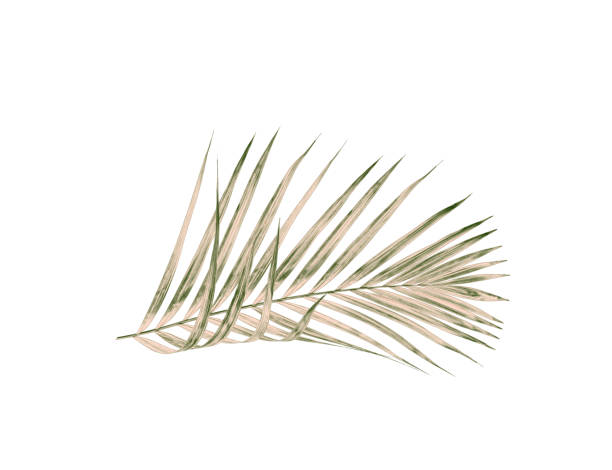istock Green leaves of palm tree isolated on white background 802990072