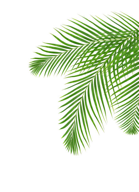 istock Green leaf of palm tree on white background 802990120