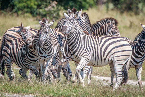 istock A herd of Zebras starring at the camera. 802994722