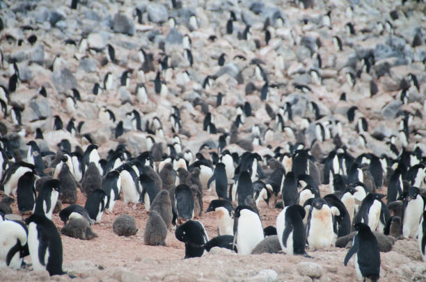 istock Adelie Penguins on Paulet Island 802995266