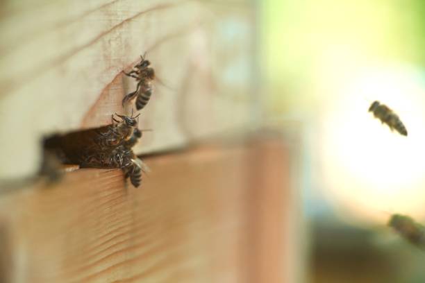 istock Close up shot of bees on apiary 802997668