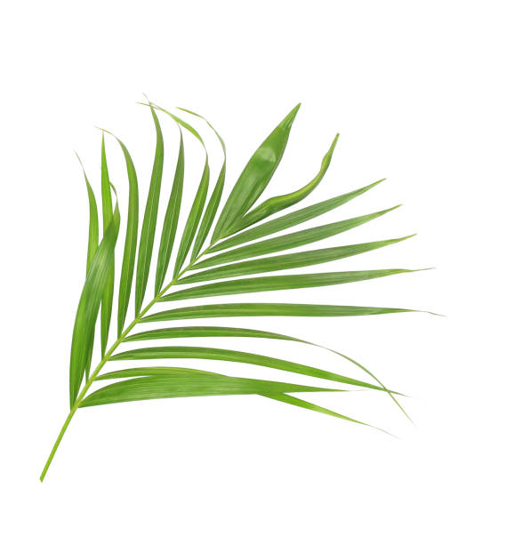 istock green leaf of palm tree isolated on white background 802997860
