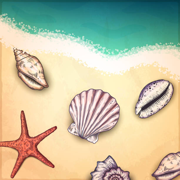 Beach Shells Draws 5,300+ Seashells On The Beach Drawing Stock Photos, Pictures & Royalty ...