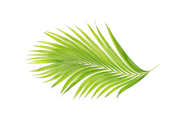 istock green leaves of palm tree isolated on white background 802998582