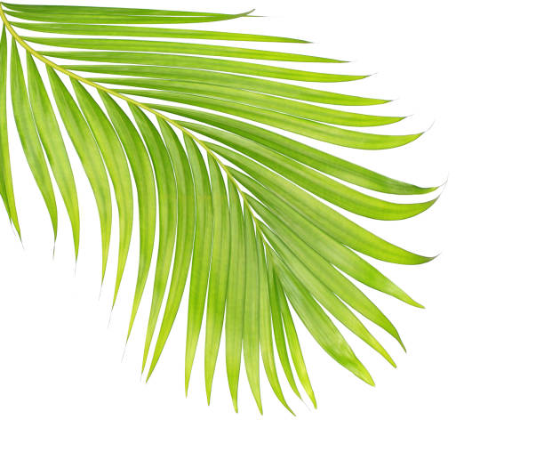 istock green leaves of palm tree isolated on white background 802998592