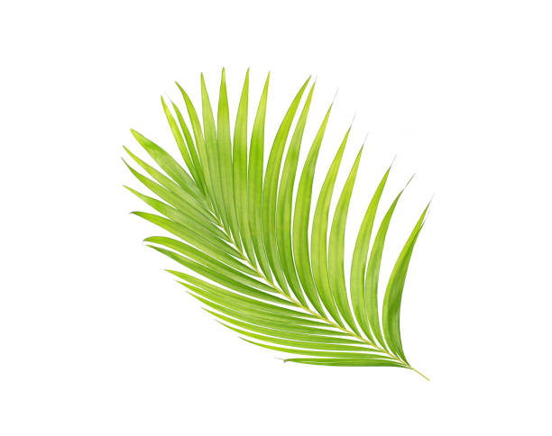 istock green leaves of palm tree isolated on white background 802998608