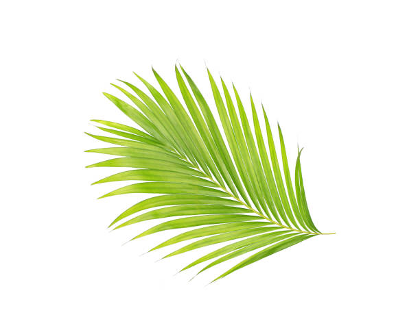 istock green leaves of palm tree isolated on white background 802998616