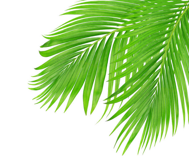 istock green leaves of palm tree isolated on white background 802998666