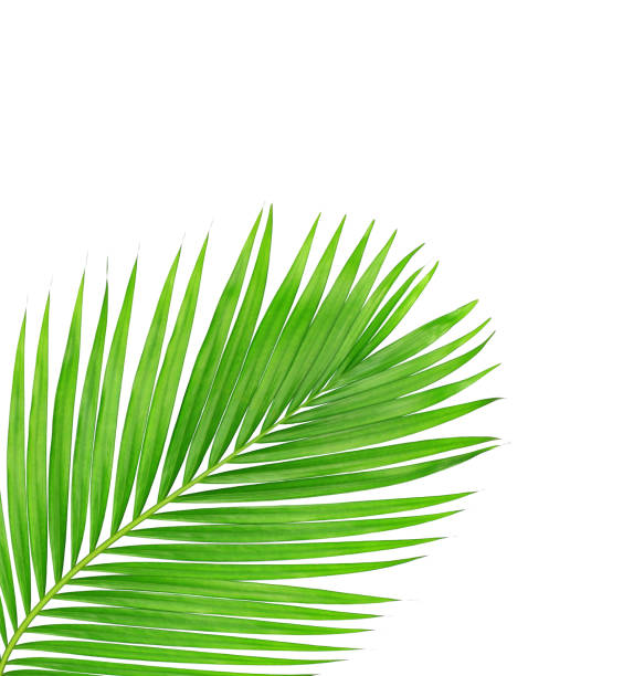 istock green leaves of palm tree isolated on white background 802998670