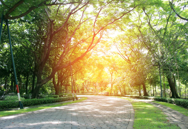 istock Stone Pathway in the Green Park with burst light 803001470