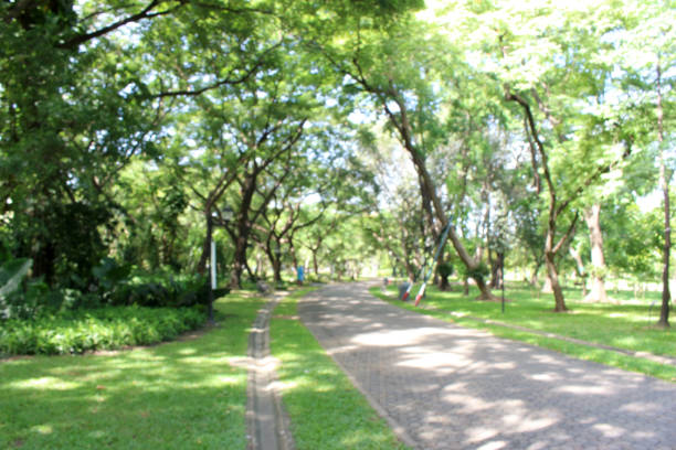 istock Blurred background Stone Pathway in the Green Park 803001480