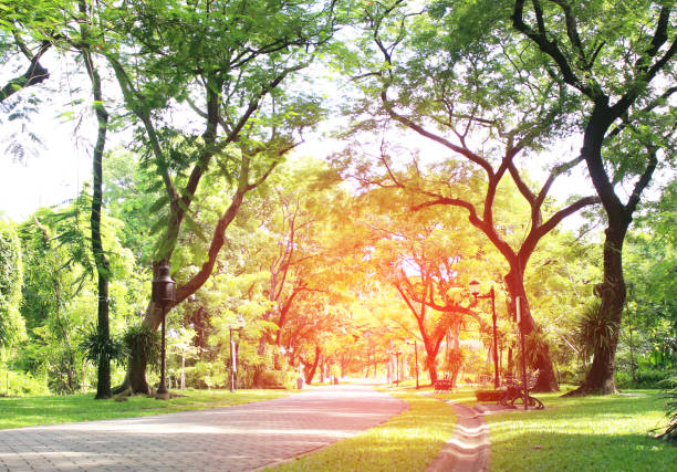 istock Stone Pathway in the Green Park with burst light 803001498