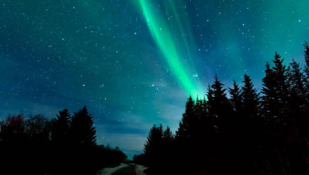 istock Northern Lights over pine trees in Norway during winter 803001558