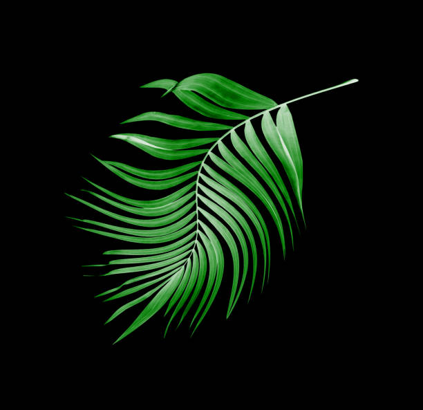istock leaves of palm tree on black background 803001678