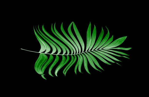 istock leaves of palm tree on black background 803001690