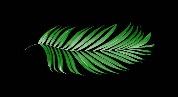 istock leaves of palm tree on black background 803001746