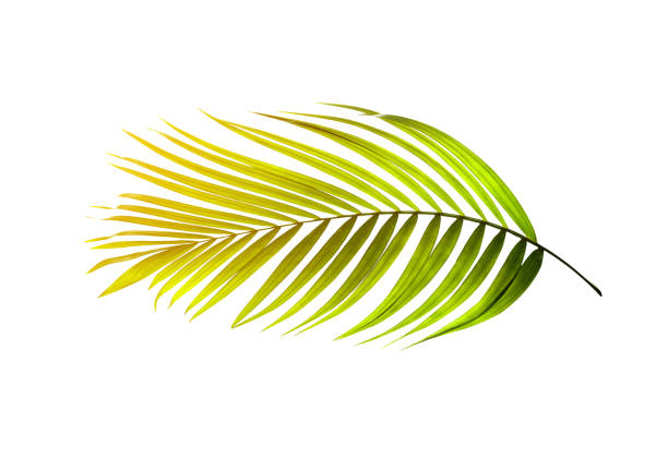 istock Green leaf of palm tree on white background 803001774